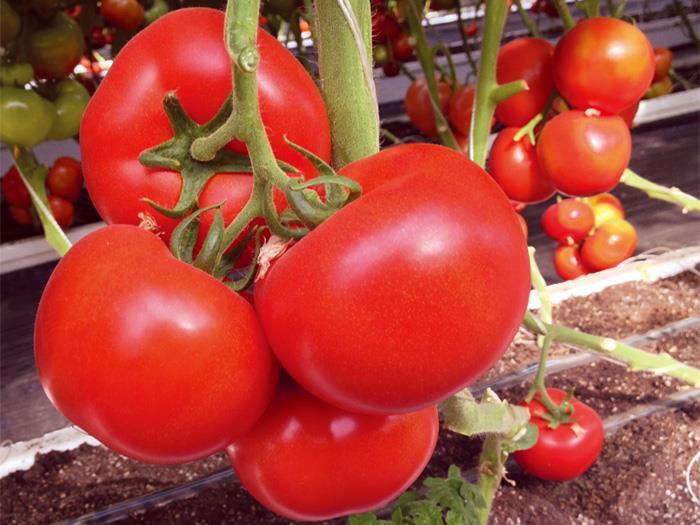 尤尼德金诺-西红柿种子